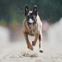 Belgian Malinois from By Your Side Canines
