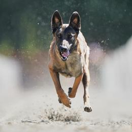 Belgian Malinois from By Your Side Canines