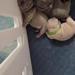 French Bulldog Puppies from Kaitlyn Slone