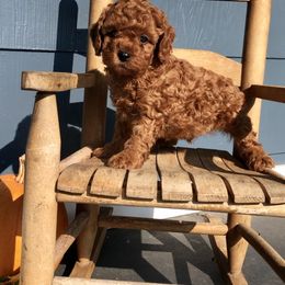 Cavapoo and Shichon Puppies from Paige Haldeman's Cavapoos and Shichons