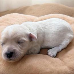 Juliet - White female Havanese puppy in Cadwell, Georgia from Hashtag Havenese