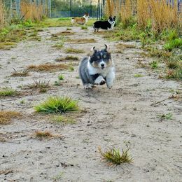 Pembroke Welsh Corgi Puppies from Storybook Corgis
