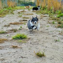 Pembroke Welsh Corgi Puppies from Storybook Corgis
