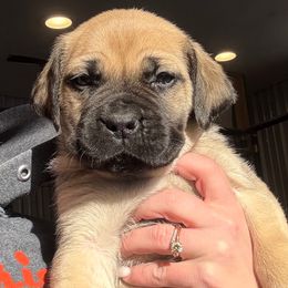 No Collar Fawn - Fawn male Boerboel puppy in Manitowoc, Wisconsin from Mae Boerboel