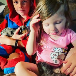 Aussiedoodle Puppies from Steen Ranch Doodles