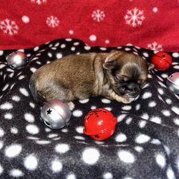 Shih Tzu Puppies from D’s Shih Tzu