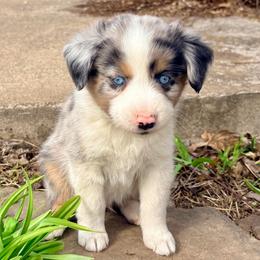 Goose (AKC and ASDR) - Blue merle male Miniature American Shepherd puppy in Stockton, Missouri from Kizmit Farmz