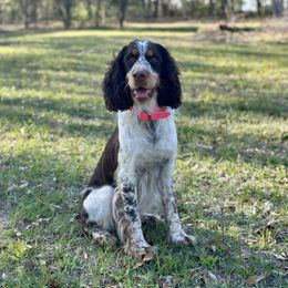 Pele - English Springer Spaniel