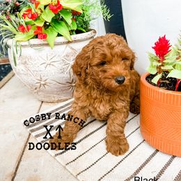 Boy 1 - Red  Goldendoodle puppy in Newcastle, Oklahoma from Cosby Ranch Doodles