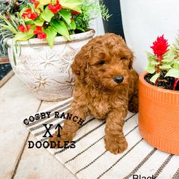 Boy 1 - Red  Goldendoodle puppy in Newcastle, Oklahoma from Cosby Ranch Doodles