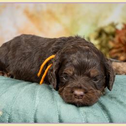 Shrek - Brown and tan male Cockapoo puppy in Connersville, Indiana from Deaz Doodle Ranch