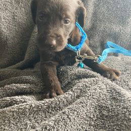 Blue boy - Liver male German Shorthaired Pointer puppy in Morley, Michigan from Winsome Farm