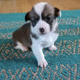 Gerda - Red and white female American Corgi puppy in Plattsmouth, Nebraska from Moonlit Ranch