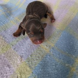 Brownie - Chocolate and tan female Dachshund puppy in Opelika, Alabama from Dachshund Darlins