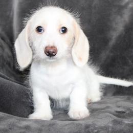 200 off this weekend only 2000 Phillip - Cream male Dachshund puppy in Fairfax, Iowa from Grayson’s Lovable Dachshunds