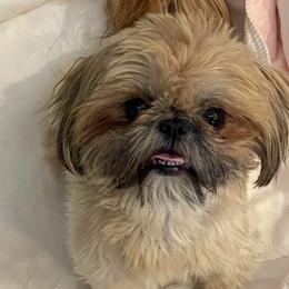 Star - Shih Tzu