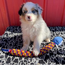 Hiccup - Blue merle male Australian Shepherd puppy in Kearney, Nebraska from Helix Aussies