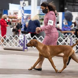 Rhodesian Ridgeback Puppies from Supernova Ridgebacks