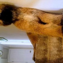 Afghan Hounds from The Red Afgans