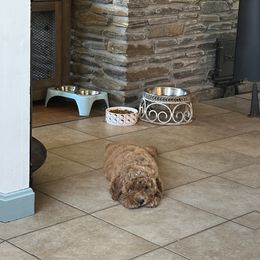 Goldendoodle Puppies from Lynn Fontaine