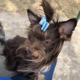 French Bulldogs and Yorkshire Terriers from Purple Heart Yorkies of Oklahoma