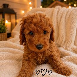 Jax - Red  male Goldendoodle puppy in Warrensburg, Missouri from Supreme Doodles