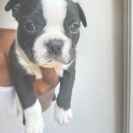 Silver/Boy 3 - Black brindle and white Boston Terrier puppy in Ellicott City, Maryland from Thee Puppy Lady🐾