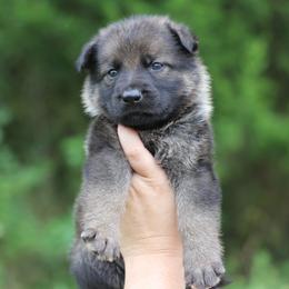 5th choice - Sable male German Shepherd puppy in Lucasville, Ohio from Trusting Hearts Kennel