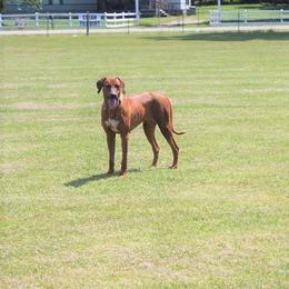 Khaleesi - Rhodesian Ridgeback