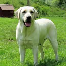 Labrador Retriever puppies from Treasure Mountain Labrador Retrievers