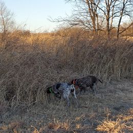 German Shorthaired Pointers from Statz Family Shorthairs
