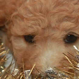 Australian Shepherd, Goldendoodle, and Poodle Puppies from 5AFarms