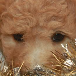 Australian Shepherd, Goldendoodle, and Poodle Puppies from 5AFarms