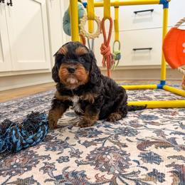 Rhode - Black and tan male Cavapoo puppy in Beresford, South Dakota from DAKOTA DOOD RANCH