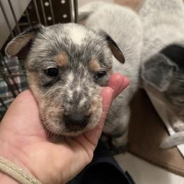 Boy 7 - Australian Cattle Dog puppy in Maryland from Hernwood Heelers & Poodles