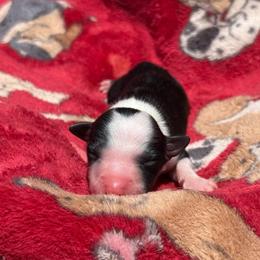 Dare - Tri-color female Border Collie puppy in Midland, Texas from High Velocity Stockdogs