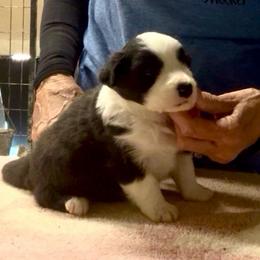 Boy 1 - Black male Border Collie puppy in Farmersville, Texas from Omegamtn Border Collies