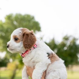 Girl 2 - Parti Goldendoodle puppy in Nevada from Down Country Doodles