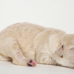 Muffy - Fawn and white Sheepadoodle puppy in Houston, Texas from Texas Castle Doodles