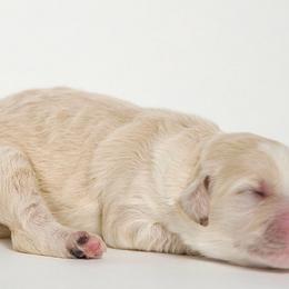 Muffy - Fawn and white Sheepadoodle puppy in Houston, Texas from Texas Castle Doodles