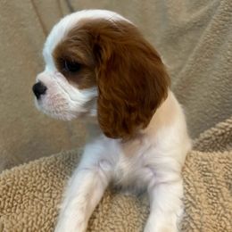 Cavalier King Charles Spaniel Puppies from Creekside Cavaliers