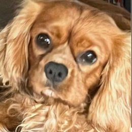 Ceaser - Cavalier King Charles Spaniel
