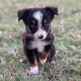 Tate - Black tri male Toy Australian Shepherd puppy in Ambrose, Georgia from Brandilyn's Aussies