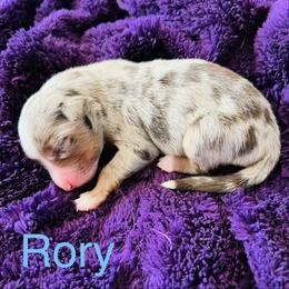 Rory - Red merle male Australian Shepherd puppy in Charlotte, North Carolina from Awesome Aussies