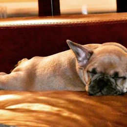 French Bulldogs from Beau's French Bulldogs