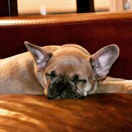 French Bulldogs from Beau's French Bulldogs