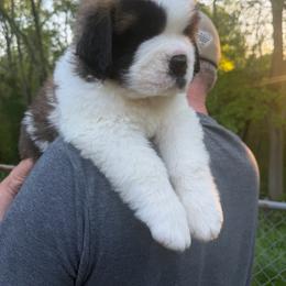 Vameer - Mahogany and white male Saint Bernard puppy in North Beach, Maryland from Mt.Harmony Saint Bernards