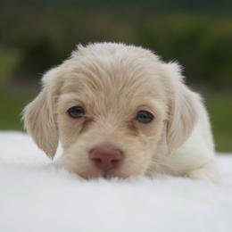 Sky - Cream female Dachshund puppy in Morrow, Ohio from Courtney’s Colorful Doxies