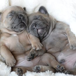 French Bulldog and Goldendoodle Puppies from Fox Run Farm