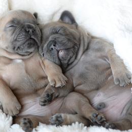 French Bulldog and Goldendoodle Puppies from Fox Run Farm